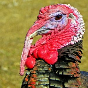 Turkey Pardon